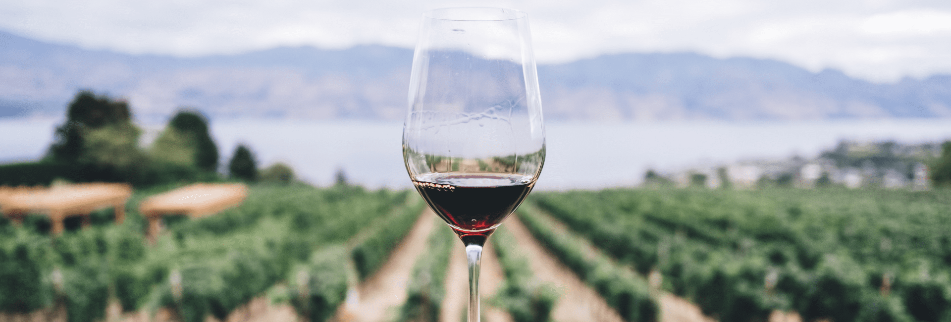 verre de vin avec vue sur champs de vigne